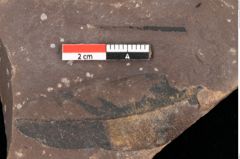 Foto (Detailsansicht) von Quercus palaeoilex Ettingshausen (NHMW-GEO-2024-0188-0766)
